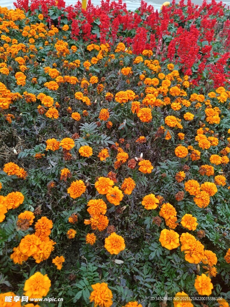 多彩万寿菊绽放美景