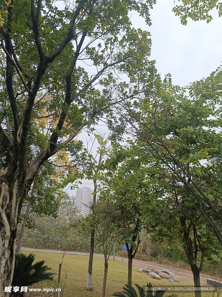 公园内繁茂树木景致