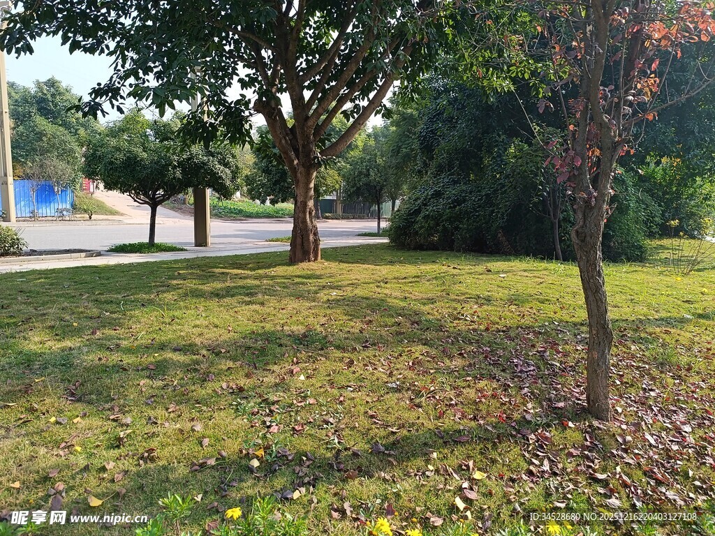 户外绿意盎然的草地与树木