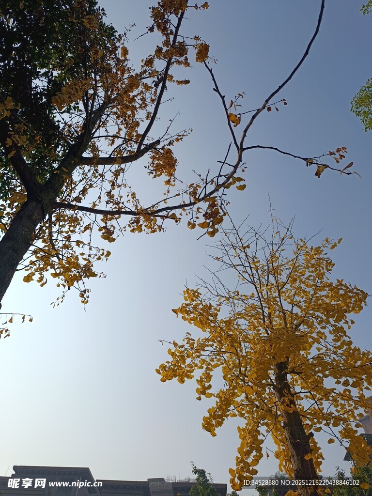 秋日银杏树枝叶蓝天景象