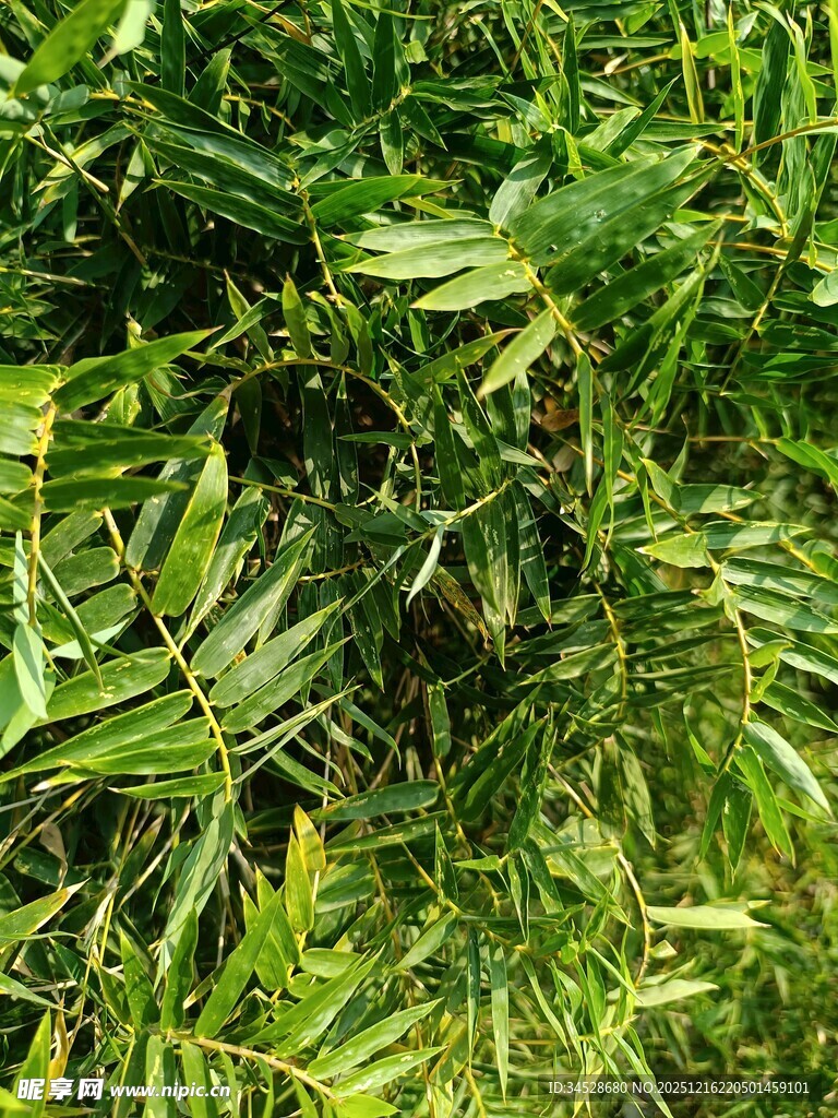 翠绿繁茂的热带植物丛