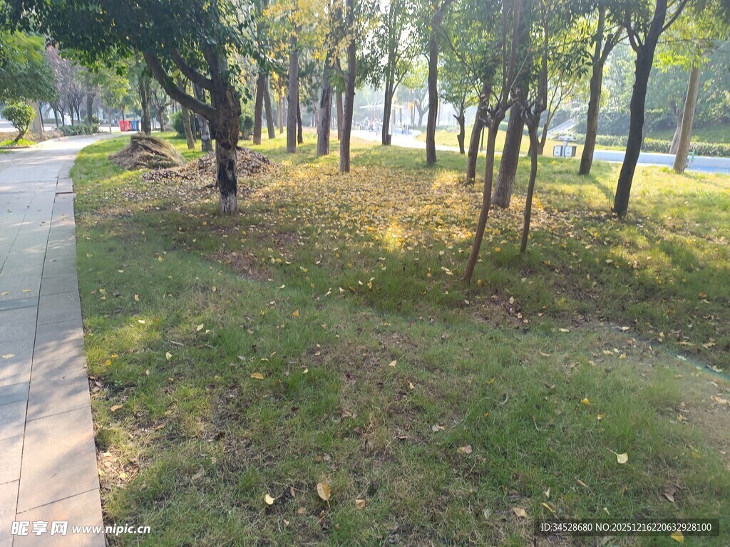 林间小道旁的葱郁绿植