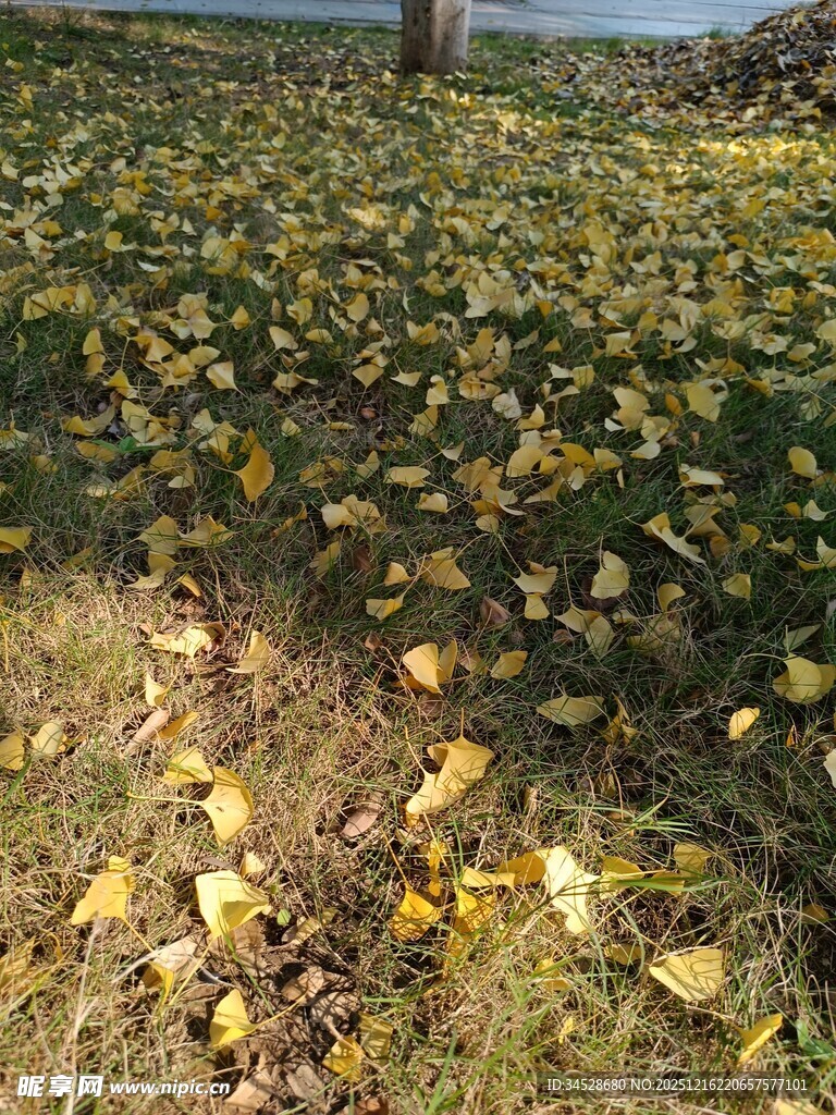 秋日银杏落叶铺满草地