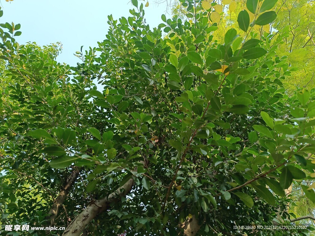 茂盛绿树展现自然生机