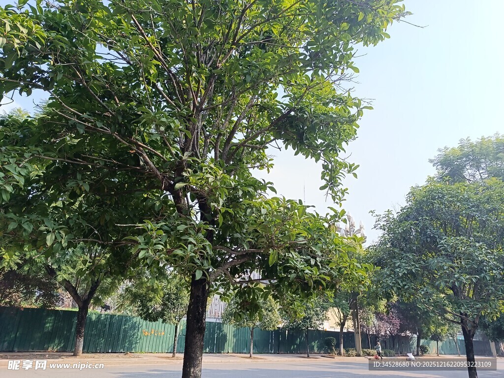 校园绿树成荫的宁静场景