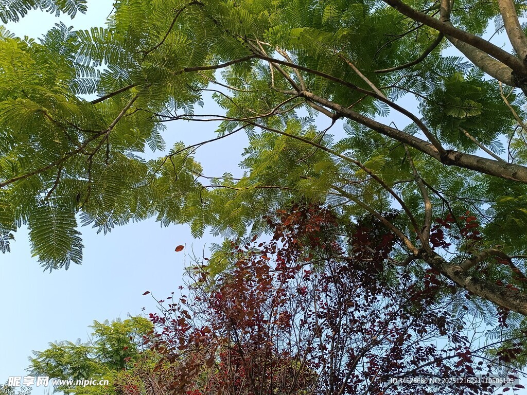 仰视绿树蓝天美景