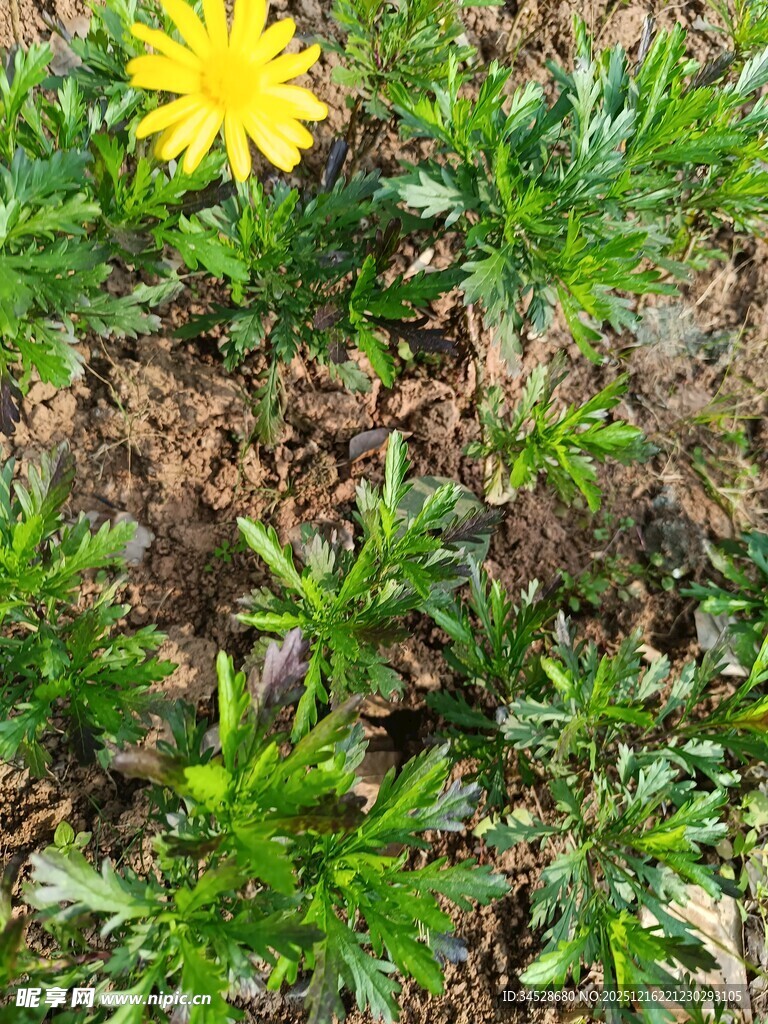 黄色小花绽放于绿叶间