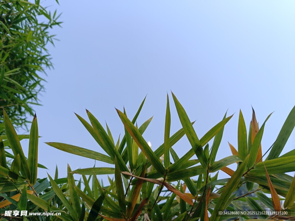 翠绿植物与蓝天相映