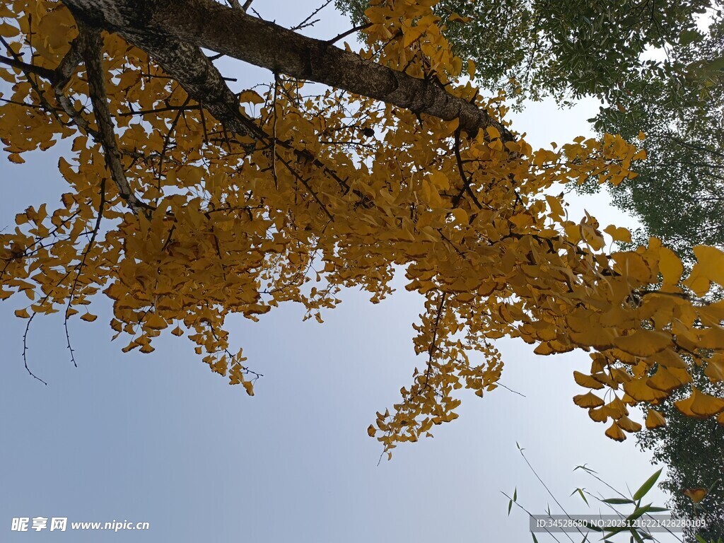 金黄银杏叶映衬蓝天