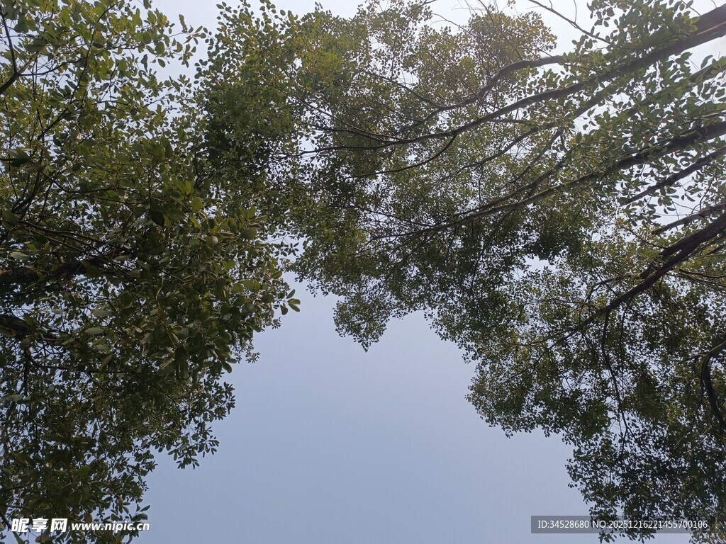 仰视茂密树林蓝天景象