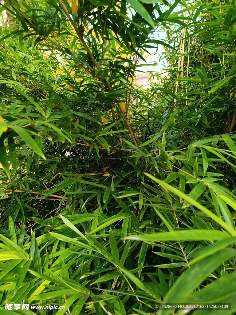 茂密翠绿的竹林景观