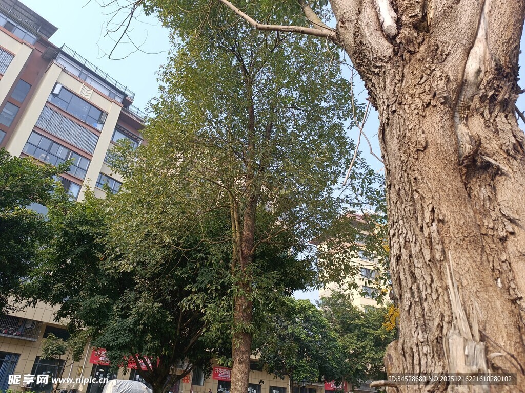 城市中粗壮茂盛的大树
