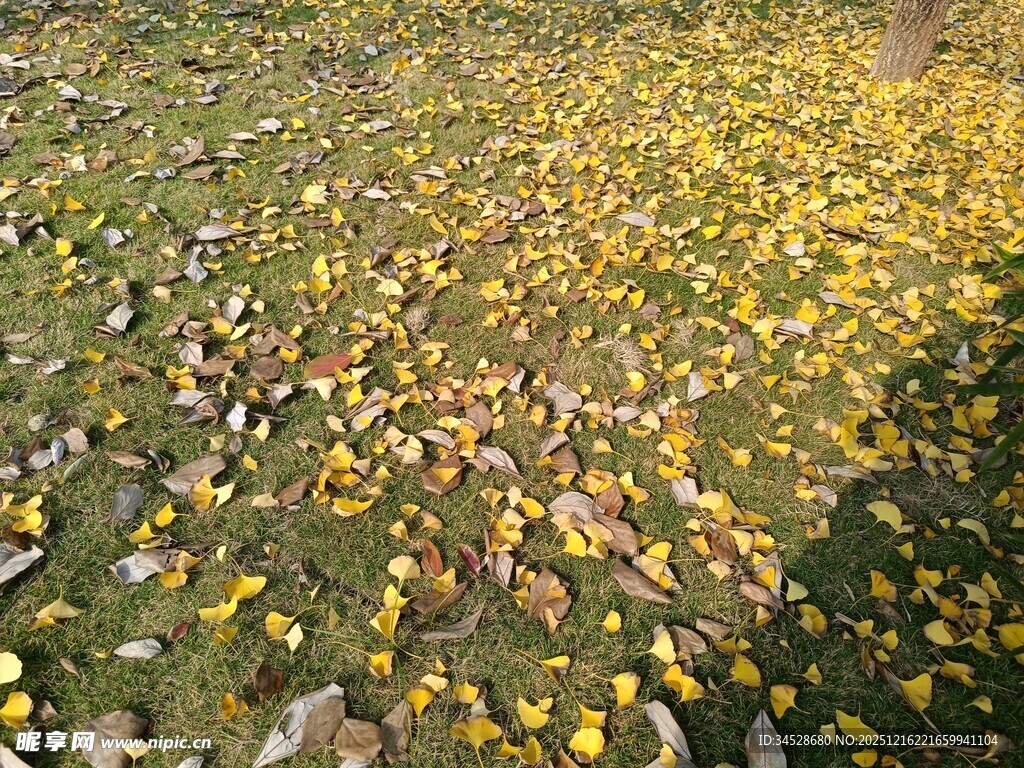秋日草地落满金黄叶片