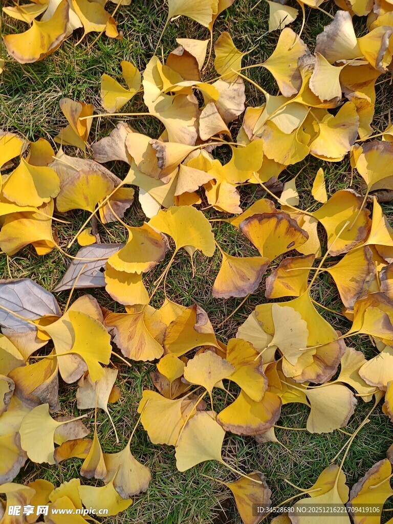 金黄银杏叶铺就秋日美景