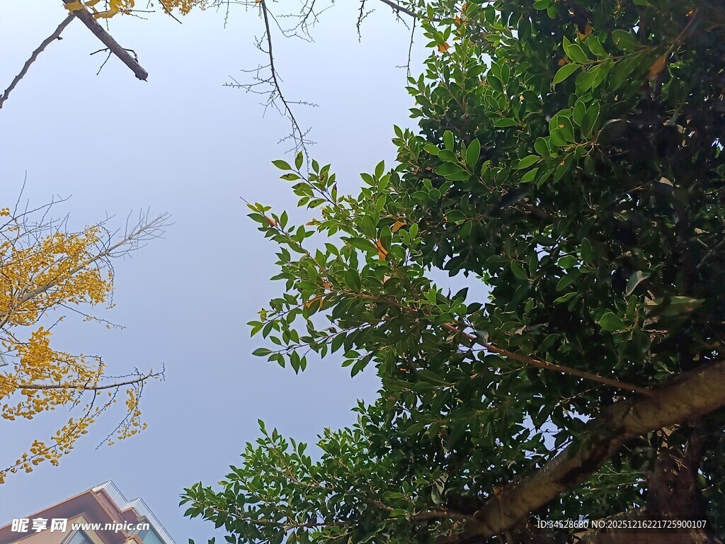 仰视绿树蓝天景致