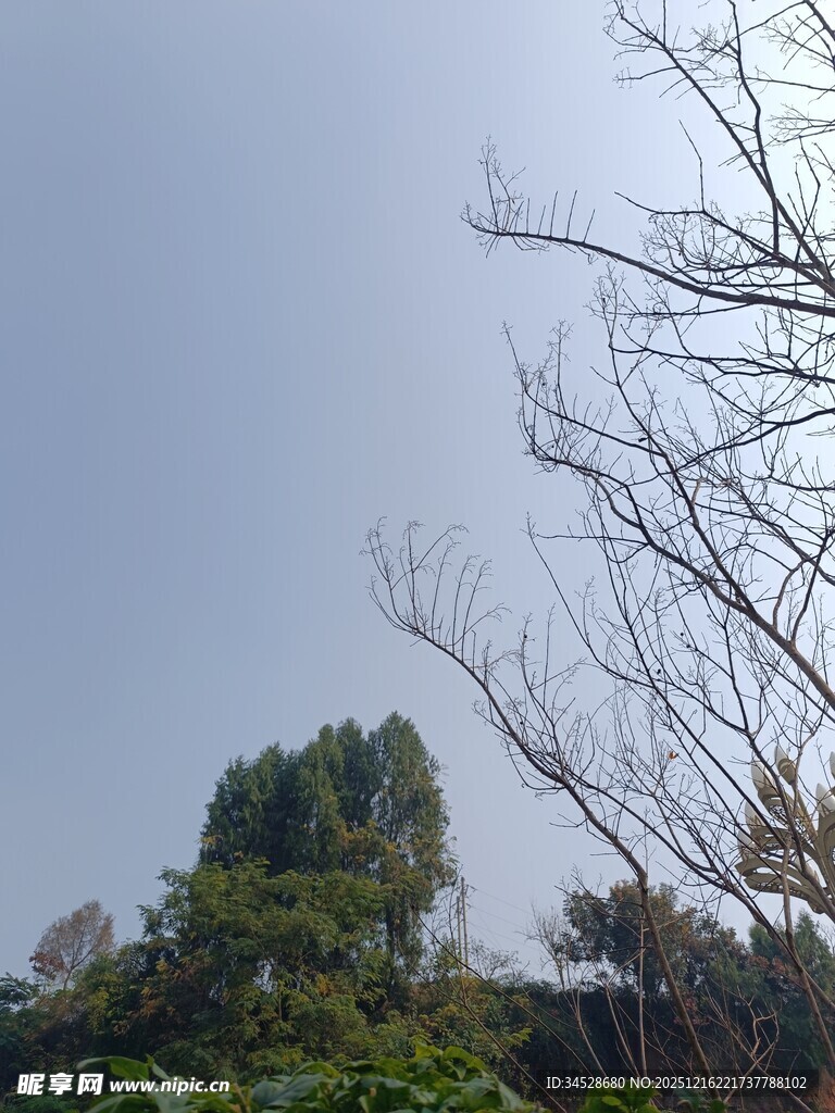 冬日枯树与葱郁林木