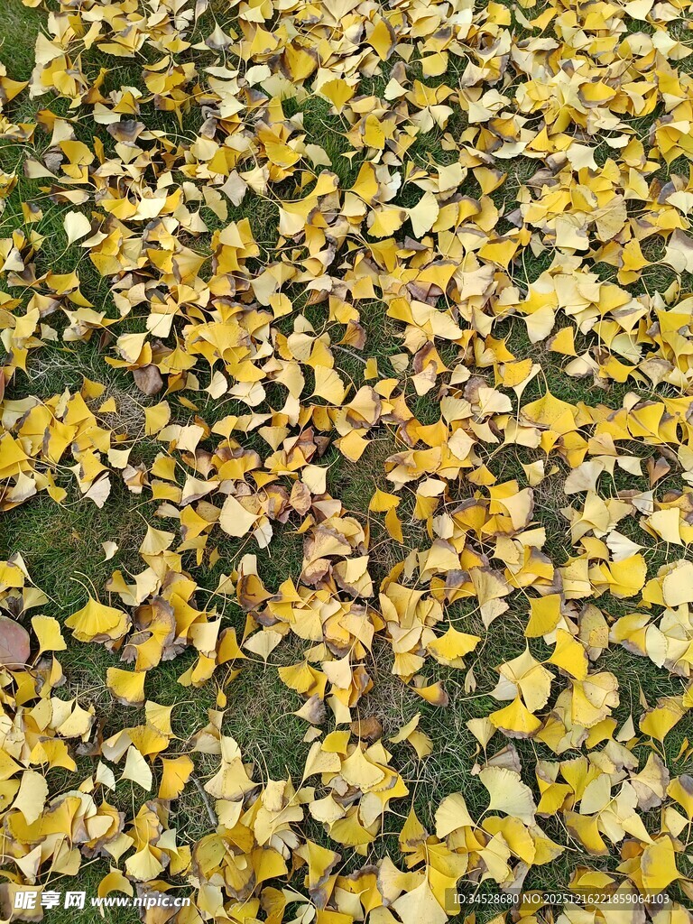 金黄落叶铺满地面的美景