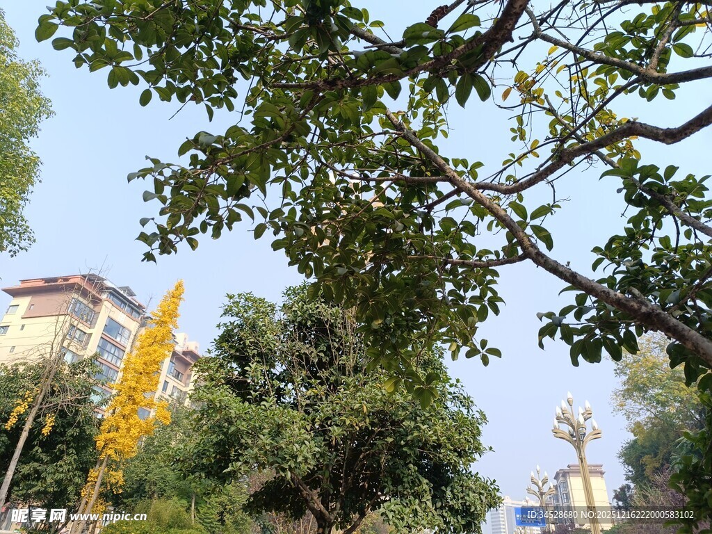 繁茂枝叶下的城市景致