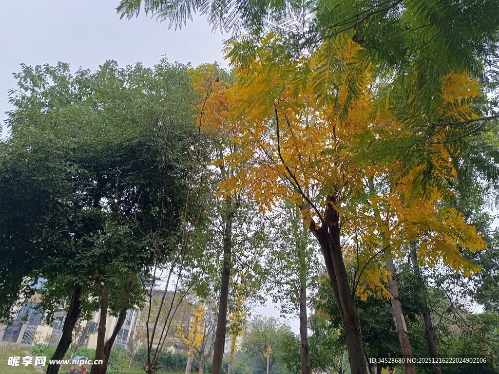 秋日树林中的斑斓树木