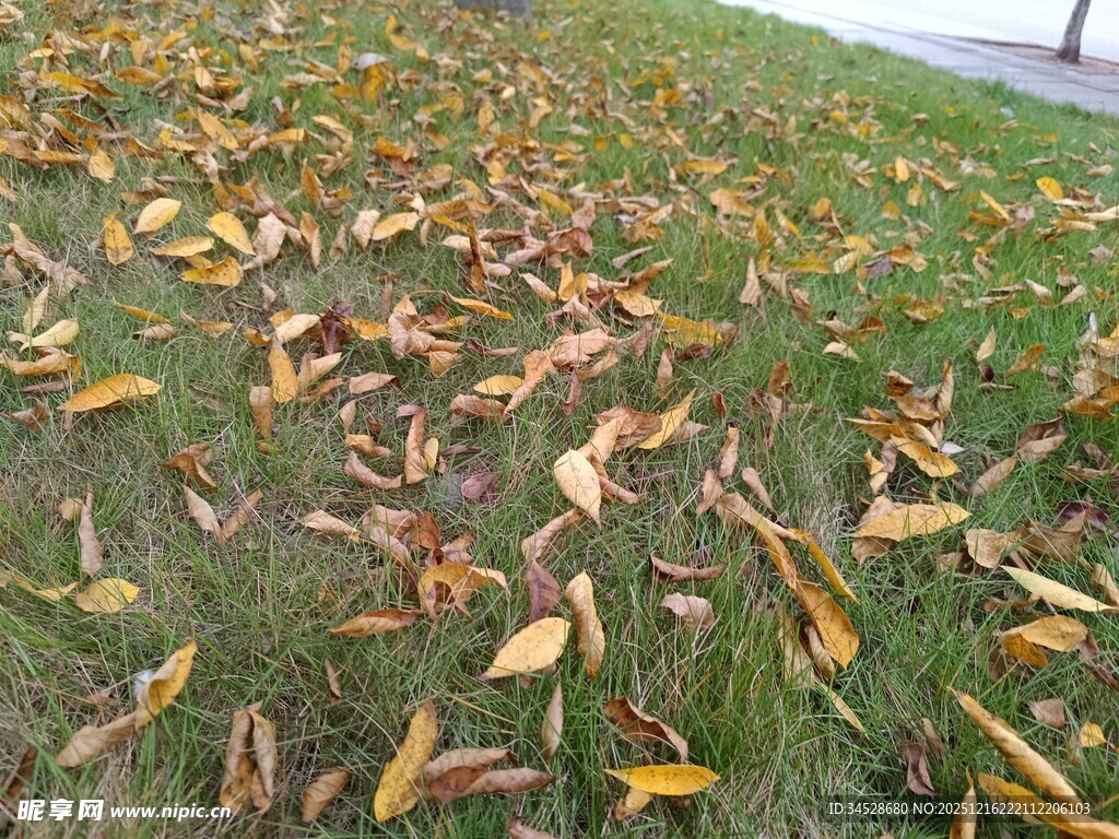 秋日草地落叶片片