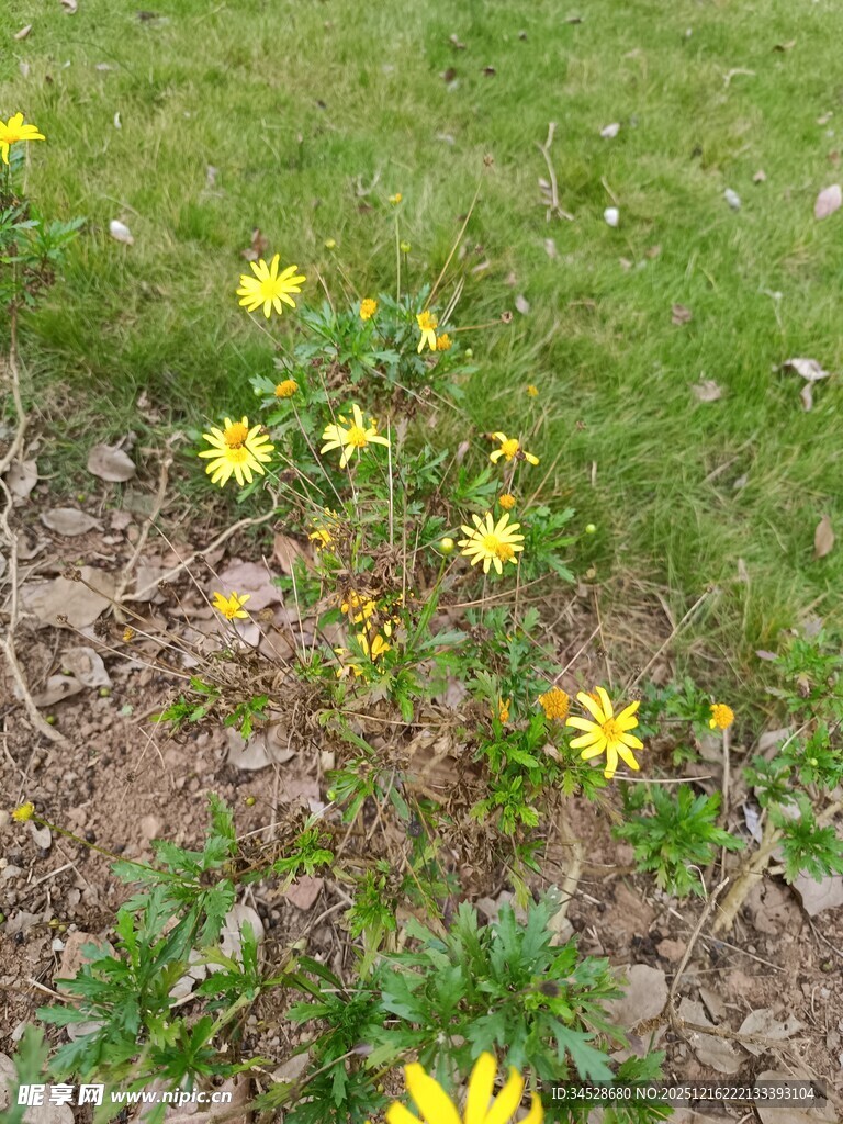 草地中的黄色小花绽放