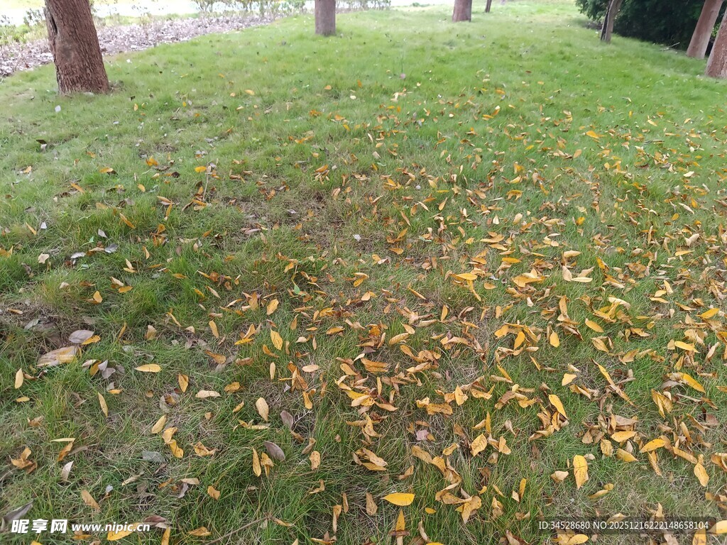 秋日草地落叶景致