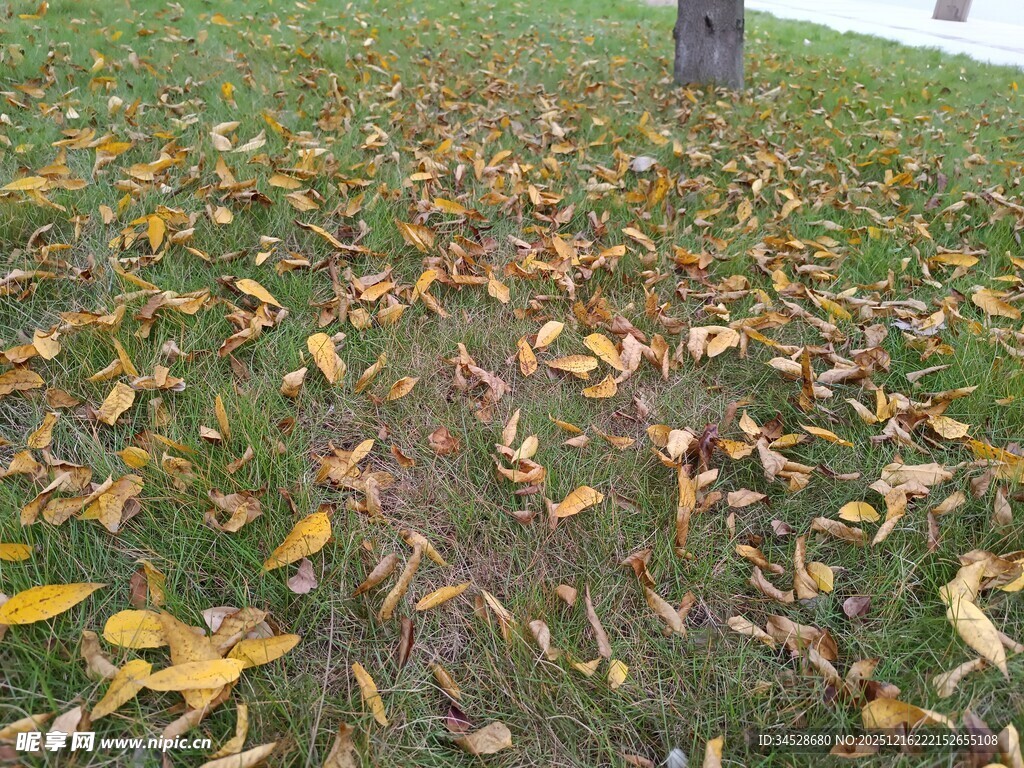 秋日草地落叶景象