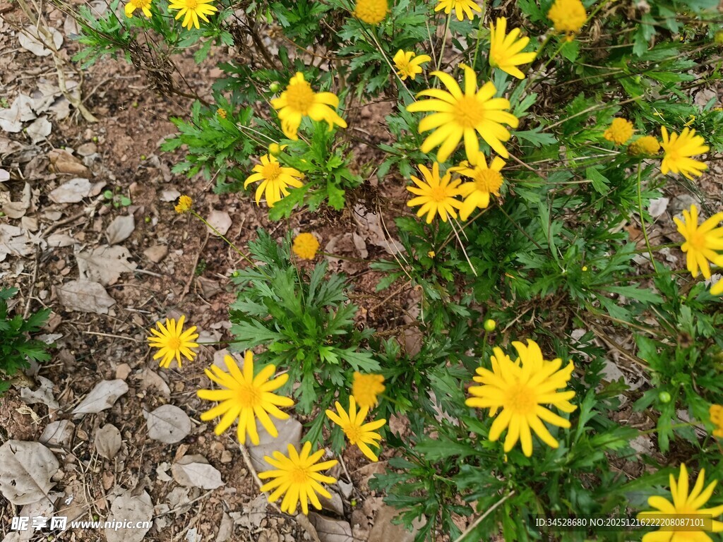 黄色小花绽放于地面