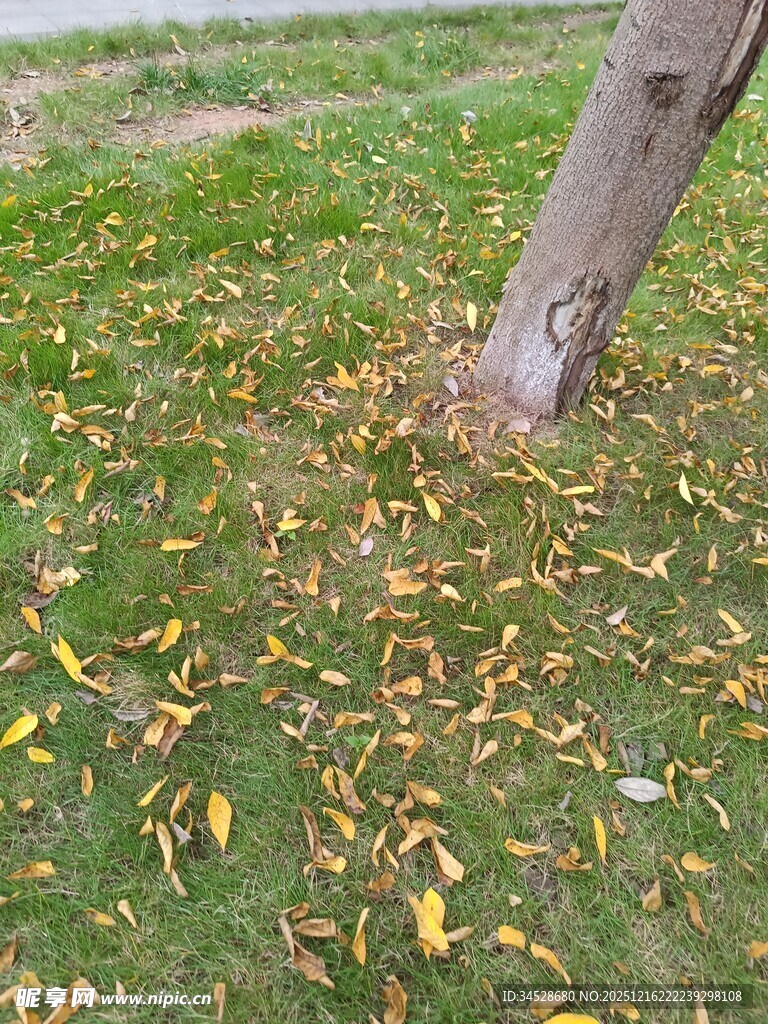 树下落叶铺就秋日景致