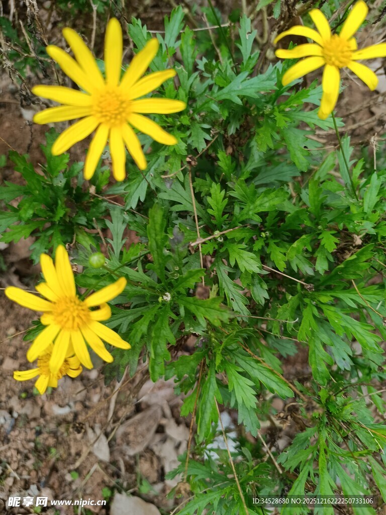 黄色小花绽放于绿叶间