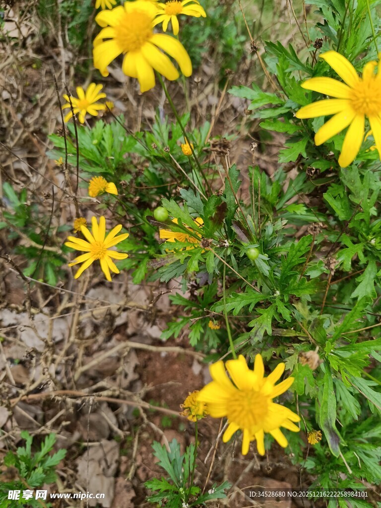黄色小花绽放于草丛中
