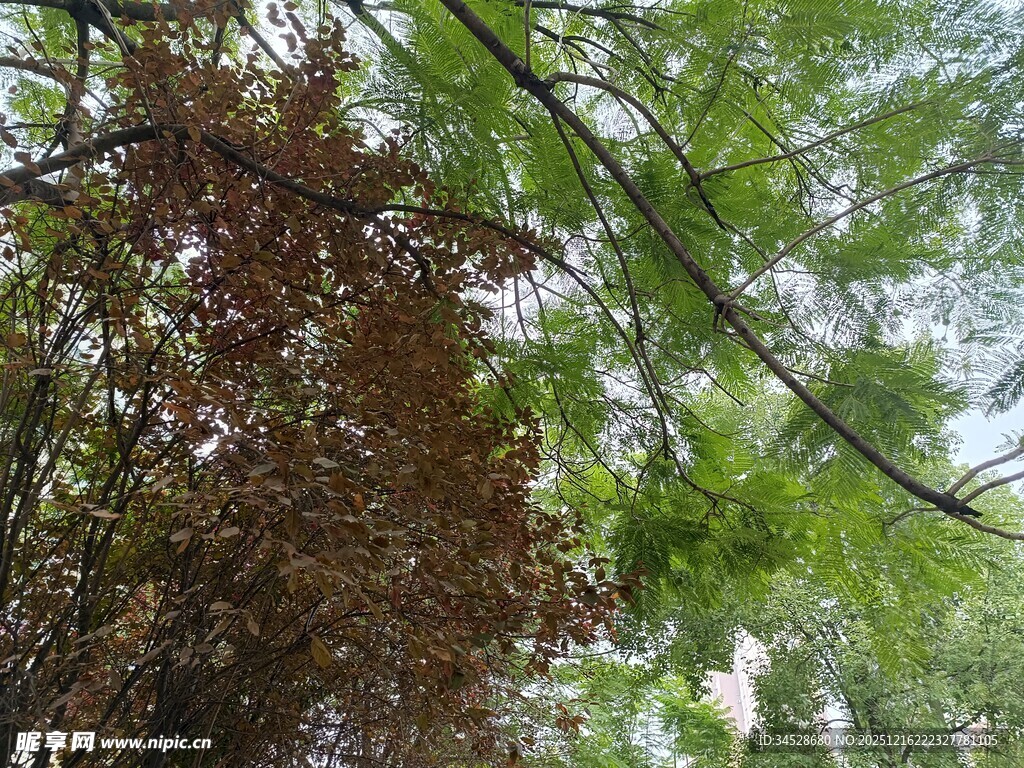 绿叶与褐叶交织的景致