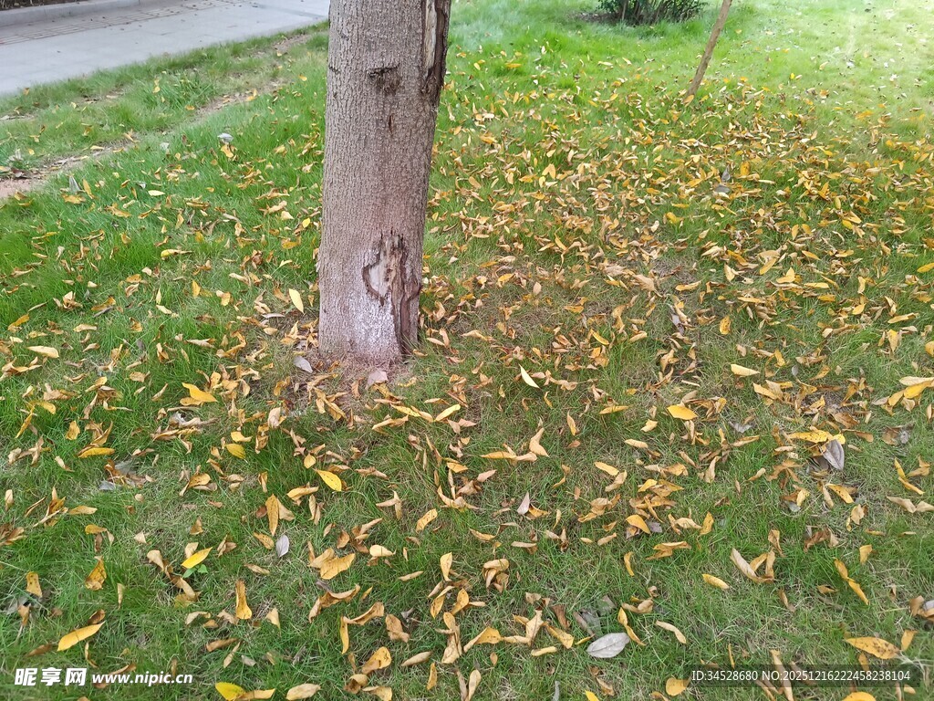 树下落叶铺就秋日景致