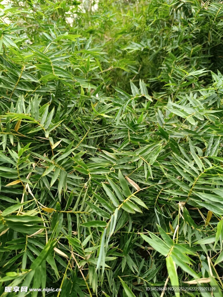翠绿茂密的竹叶植物