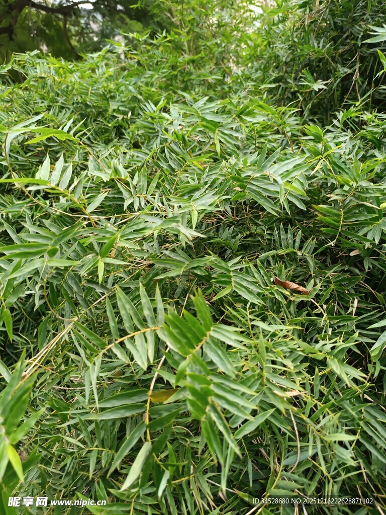 茂密翠绿的热带植物景观