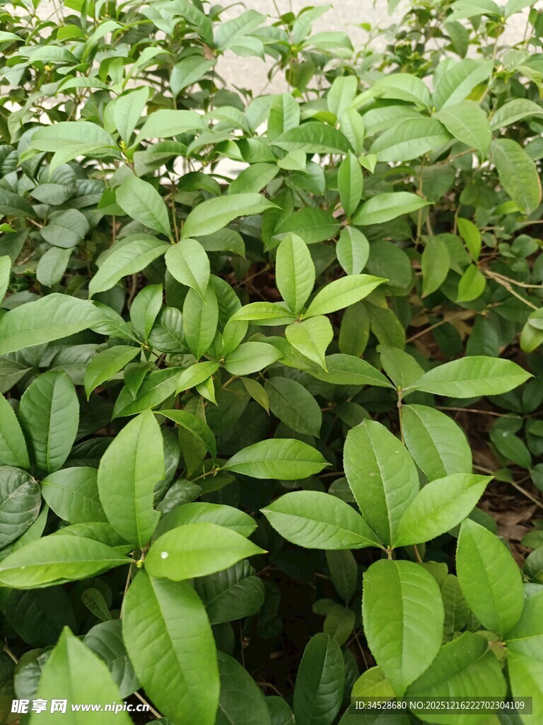 翠绿茂盛的植物群落