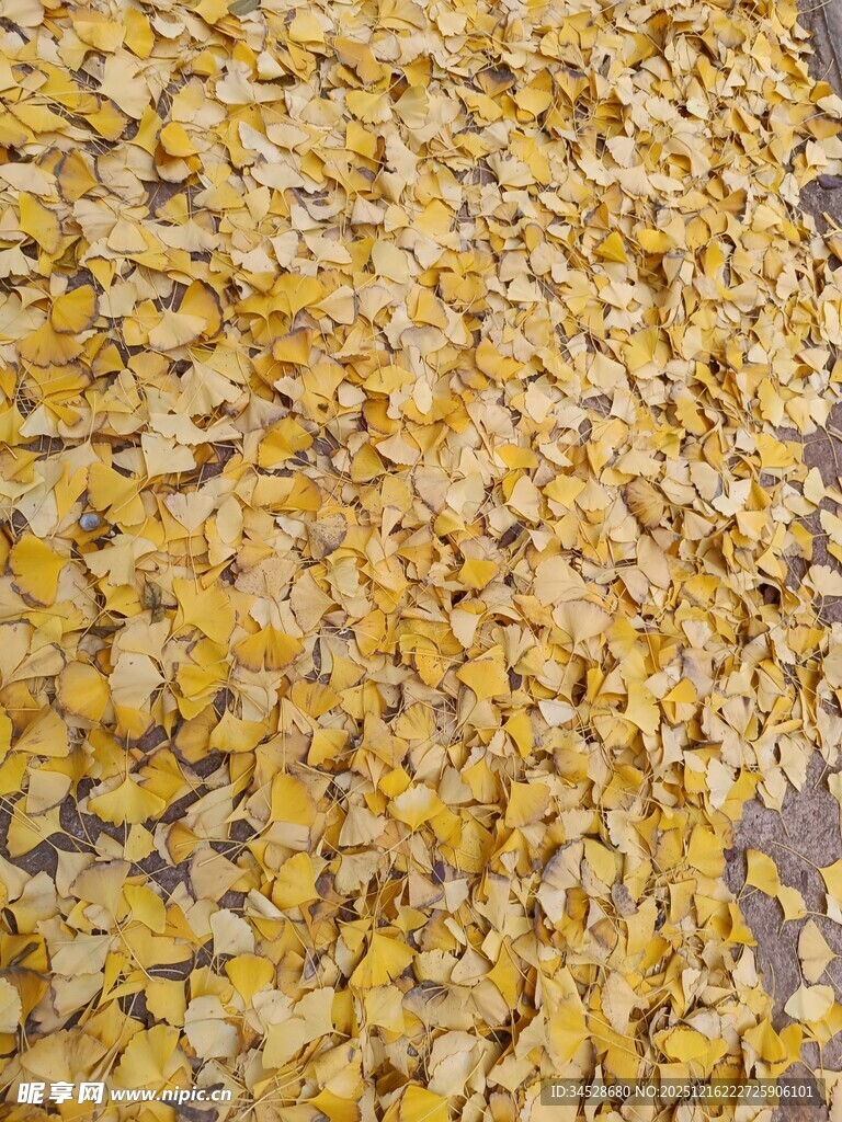 金黄玉米粒铺满地面