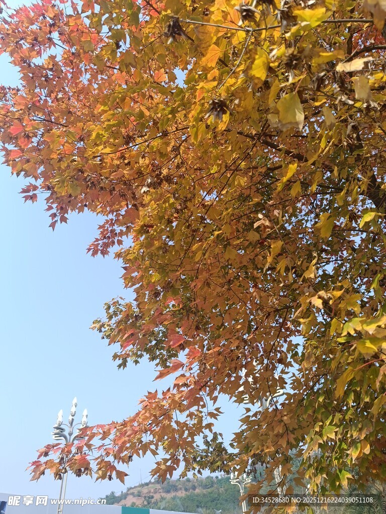 秋日斑斓树叶映蓝天