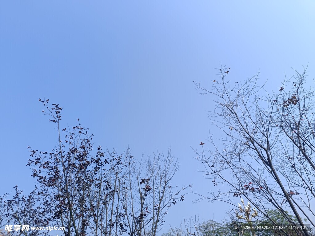 蓝天映衬下的稀疏树木