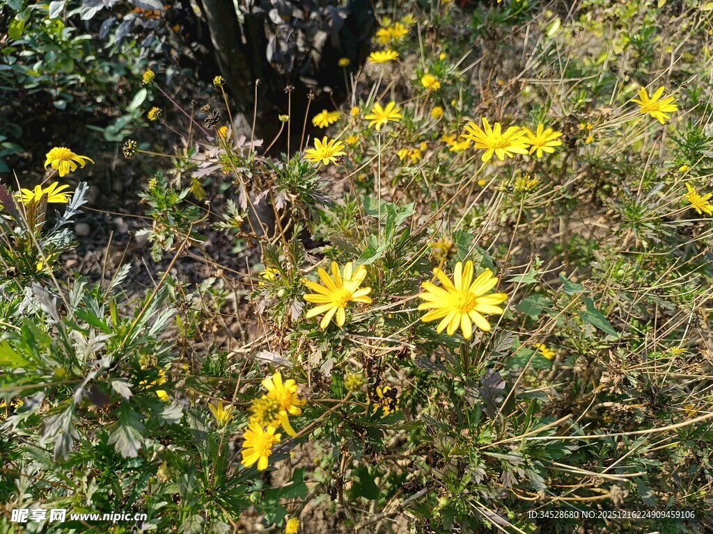 野外绽放的黄色小花