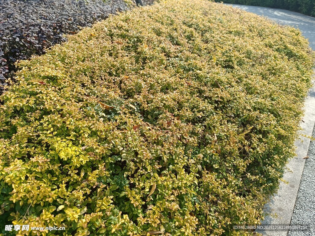 路边黄绿相间的灌木丛