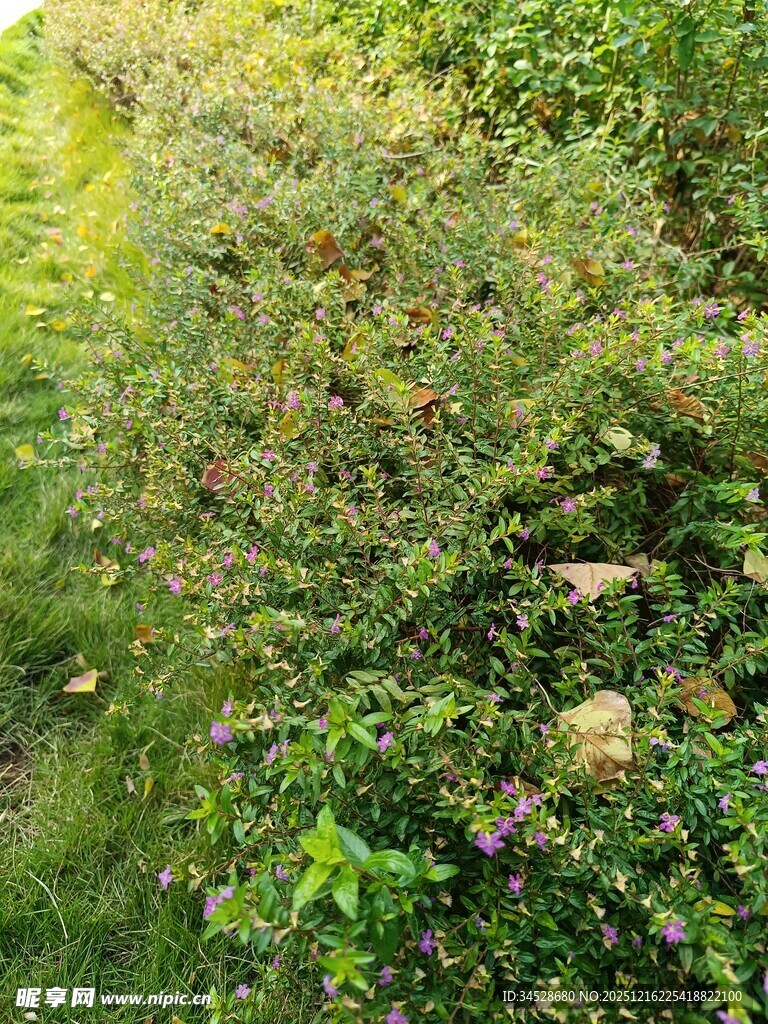 野外繁茂的绿植景观