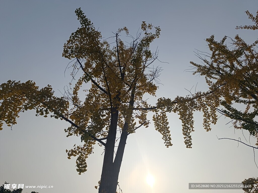 夕阳下的挺拔树木