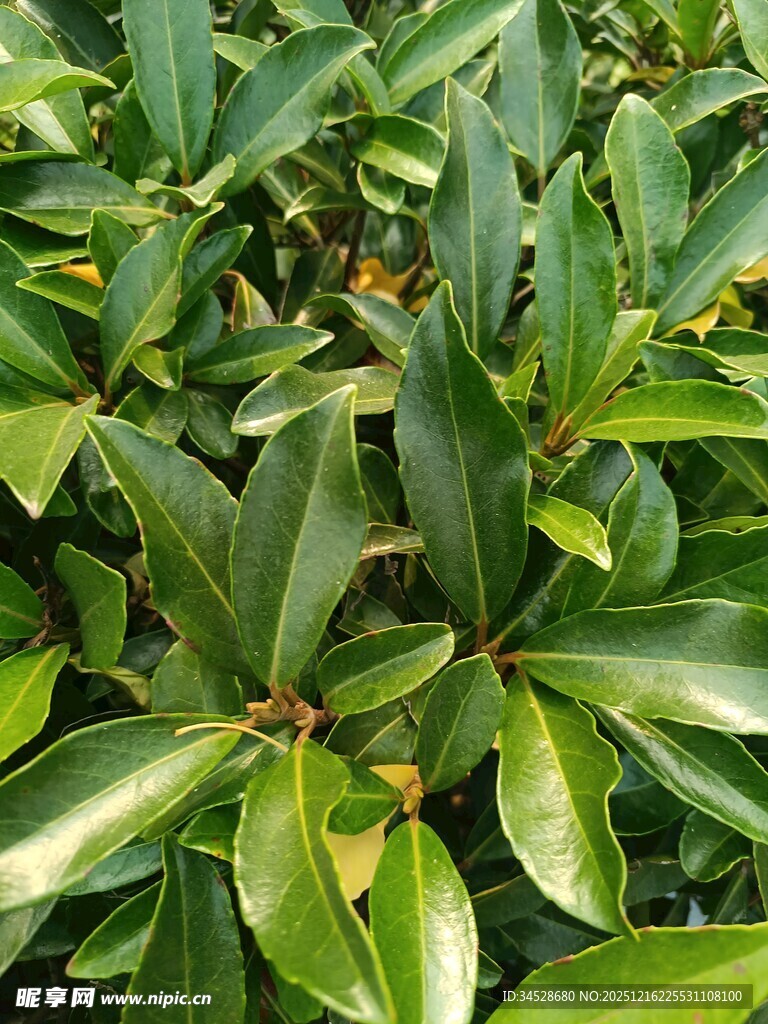 翠绿繁茂的植物叶片