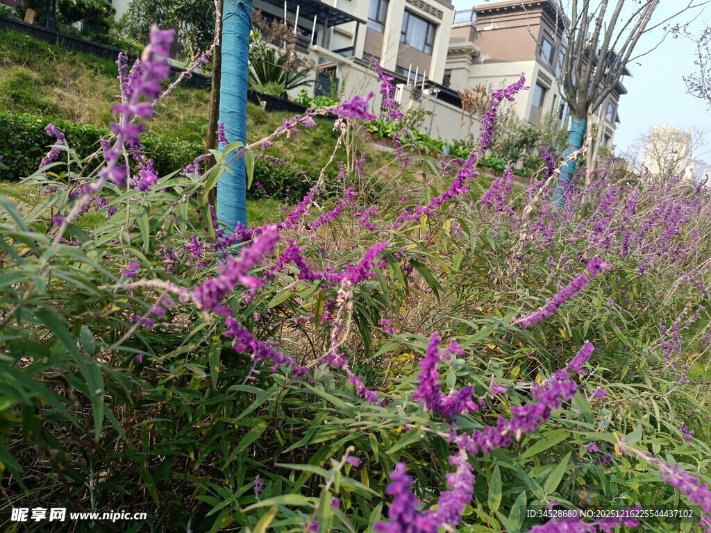 紫色花丛中的蓝色物件