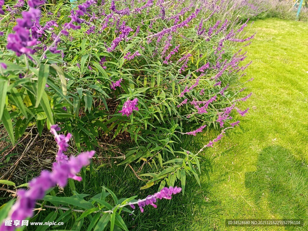 紫色花丛旁的翠绿草地