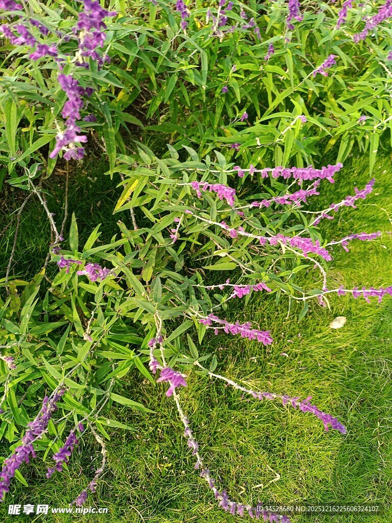 紫色穗状花草生机勃勃