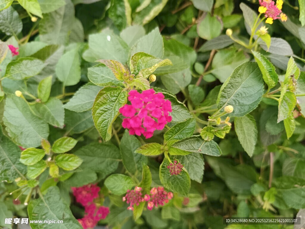 娇艳玫红花朵绽放绿叶间