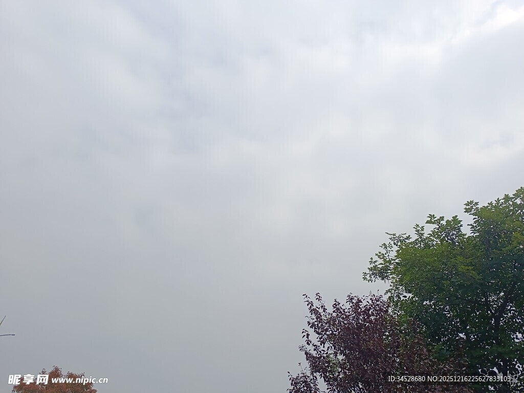 天空下的多彩树木