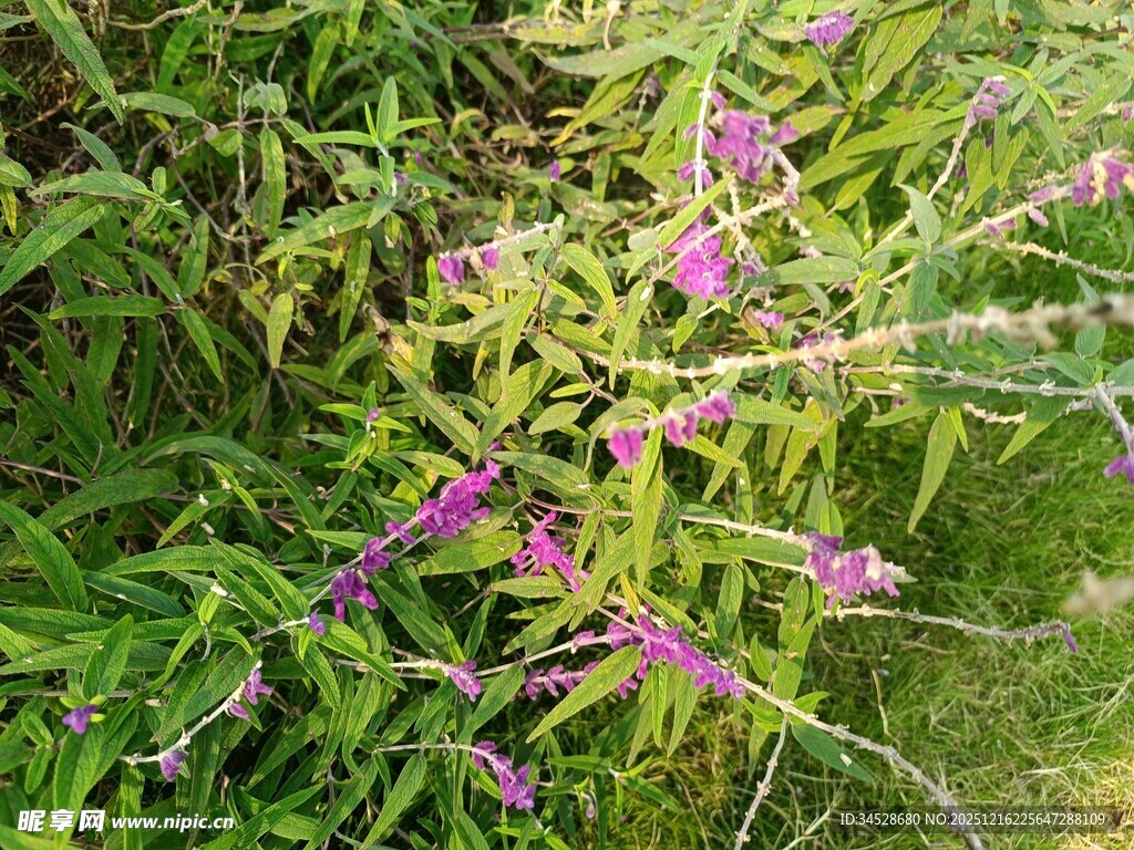 紫色野花绽放于绿叶间